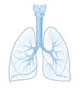 Human lungs anatomy, medically illustration