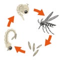 Illustration showing the life cycle of a mosquito