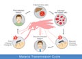 Illustration showing Malaria transmission cycle.