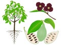 An illustration showing parts of asimina triloba the pawpaw plant on a white background.