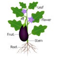 Illustration showing parts of aubergine plant.