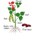 An illustration showing parts of a bean plant.