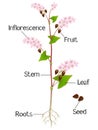 An illustration showing parts of a buckwheat plant.