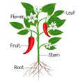 An illustration showing parts of a chili pepper plant.