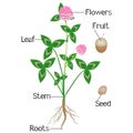 An illustration showing parts of a clover plant.