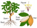 An illustration showing parts of a cocoa plant.