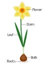 An illustration showing parts of a daffodil plant.