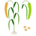 An illustration showing parts of foxtail millet plant.