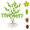 An illustration showing parts of jojoba plant on a white background.