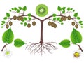 An illustration showing parts of a kiwi plant.