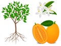 An illustration showing parts of kumquat plant on a white background.