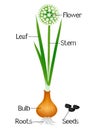 An illustration showing parts of a onion plant.