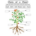 An illustration showing parts of a plant