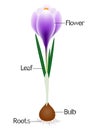An illustration showing parts of a purple crocus plant.