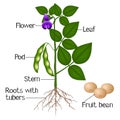 An illustration showing parts of a soybean plant.