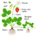 An illustration showing parts of a strawberry plant.