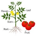 Illustration showing the parts of a tomato plant.