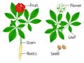 Illustration showing plant parts of a ginseng Panax ginseng on a white background.