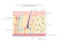 Illustration showing the structure of the dermis.English notation