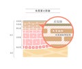 Illustration showing the structure of the stratum corneum.Japanese notation