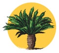 Cycad tree Royalty Free Stock Photo