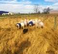 A dog chasing a sheep flock Royalty Free Stock Photo
