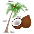 The illustration shows part of the coconut plant.