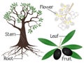 The illustration shows part of the olive plants.