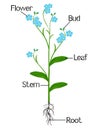 The illustration shows a part of the plant of blue forget me nots.