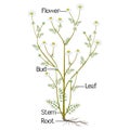 The illustration shows a part of the plant of medicinal chamomile.