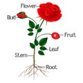 The illustration shows part of the rose plant.