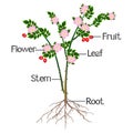 The illustration shows part of the rosehip of the plant.