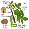 The illustration shows part of the walnut plants on a white background. Royalty Free Stock Photo