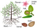 The illustration shows parts of the almond plant.