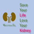 The illustration shows a picture of kidney.