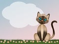 The Siamese cat in the grass