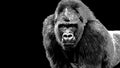 Illustration of a silverback gorilla making eye contact