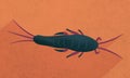 Illustration of a silverfish on orange background