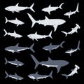Illustration of a simple shark