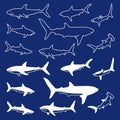 Illustration of a simple shark