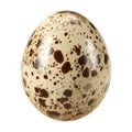 Brown spotted egg shell illustration on transparent background AI Generated Royalty Free Stock Photo