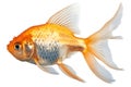 Single goldfish seen from the side isolated on a white, animals, marine life