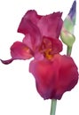 Single dark pink iris isolated on white Royalty Free Stock Photo