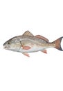Red Drum Fish Illustration Isolated on White sciaenops ocellatus Royalty Free Stock Photo