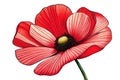 Illustration of Single Red Poppy Isolated Royalty Free Stock Photo