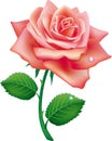 Illustration of single rose