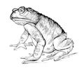 Illustration of sitting toad. Amphibian animals. Black and white isolated drawing of reptile for encyclopedia. Print for fabric,