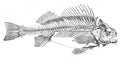 Illustration of the skeleton of the perch in the old book The Encyclopaedia Britannica, vol. 12, by C. Blake, 1881, Edinburgh
