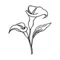 illustration, sketch, contour bouquet of calla lilies flowers, black outline for coloring, postcard
