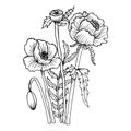 illustration, sketch, contour bouquet of poppies flowers, black contour for coloring, postcar